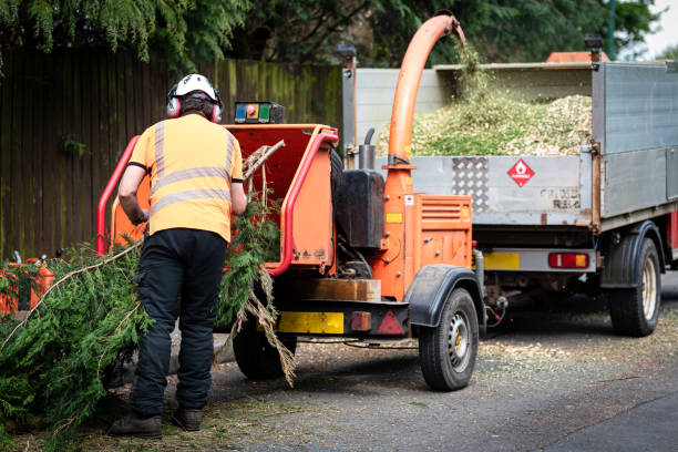 Best Commercial Tree Services  in Hollymead, VA